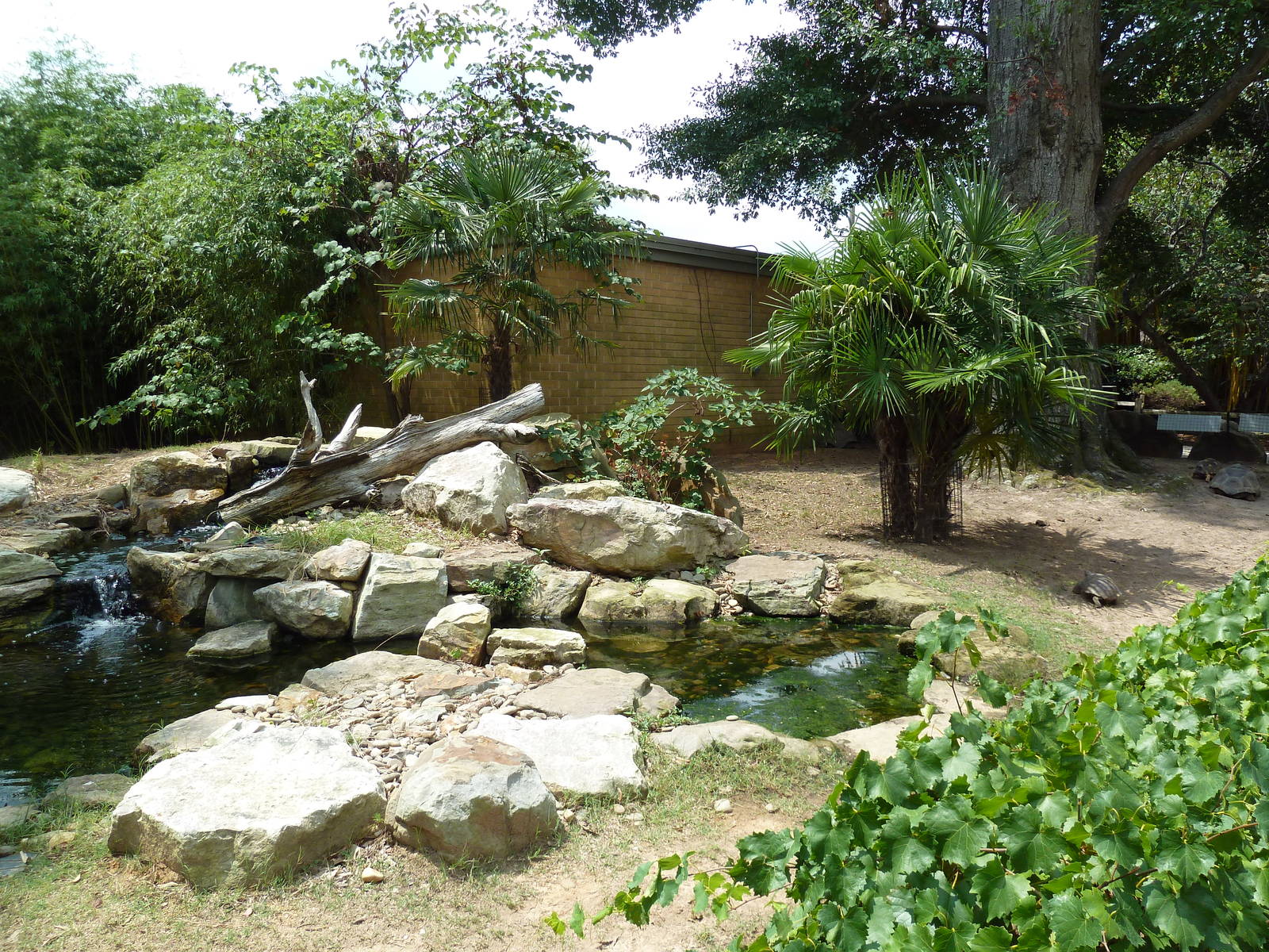 Aldabra/Yellow-Foot/Radiated Tortoise Exhibit