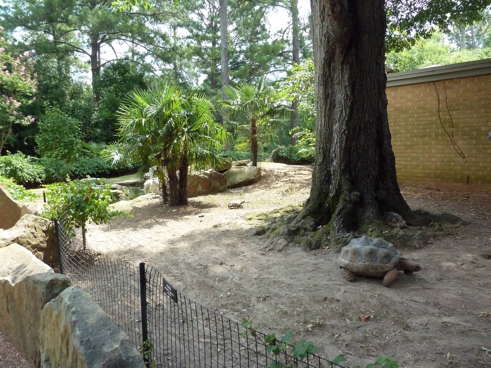 Aldabra/Yellow-Foot/Radiated Tortoise Exhibit