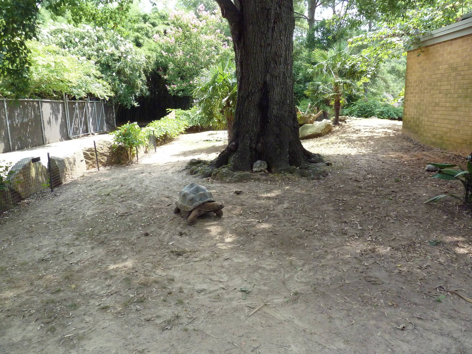 Aldabra/Yellow-Foot/Radiated Tortoise Exhibit