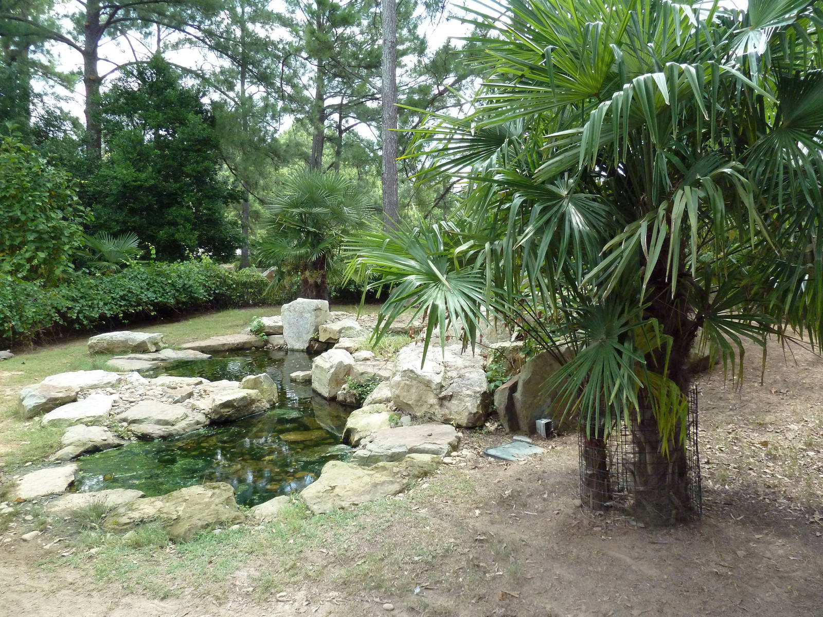 Aldabra/Yellow-Foot/Radiated Tortoise Exhibit