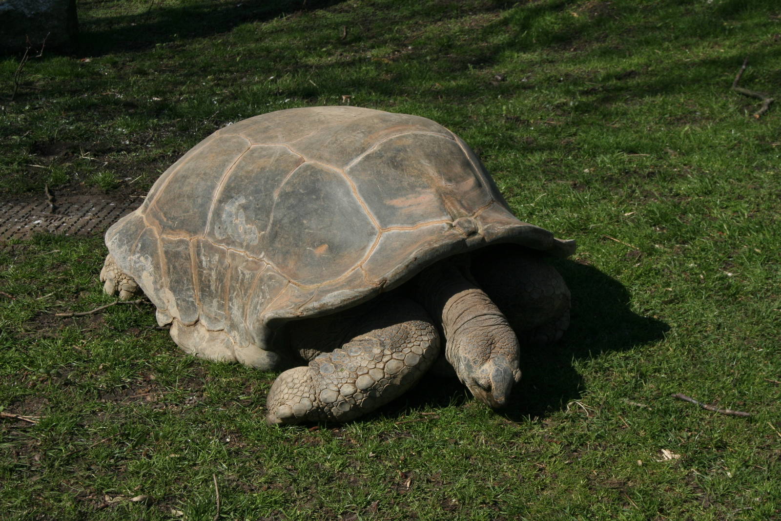 Aldabra_Giant_Tortoise(Aldabrachelys gigantea)
