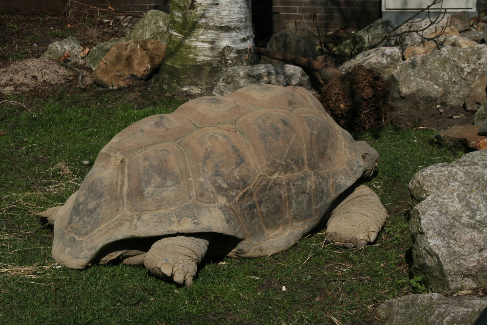Aldabra_Giant_Tortoise_1