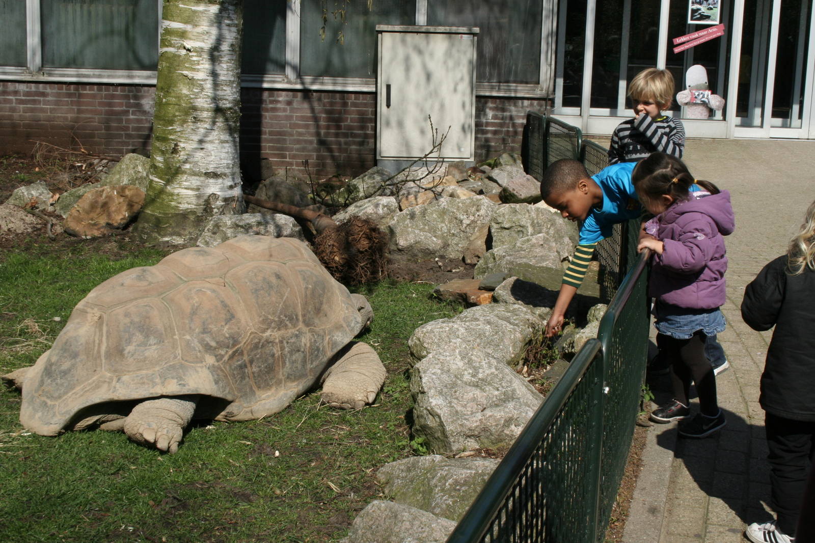 Aldabra_Giant_Tortoise_2