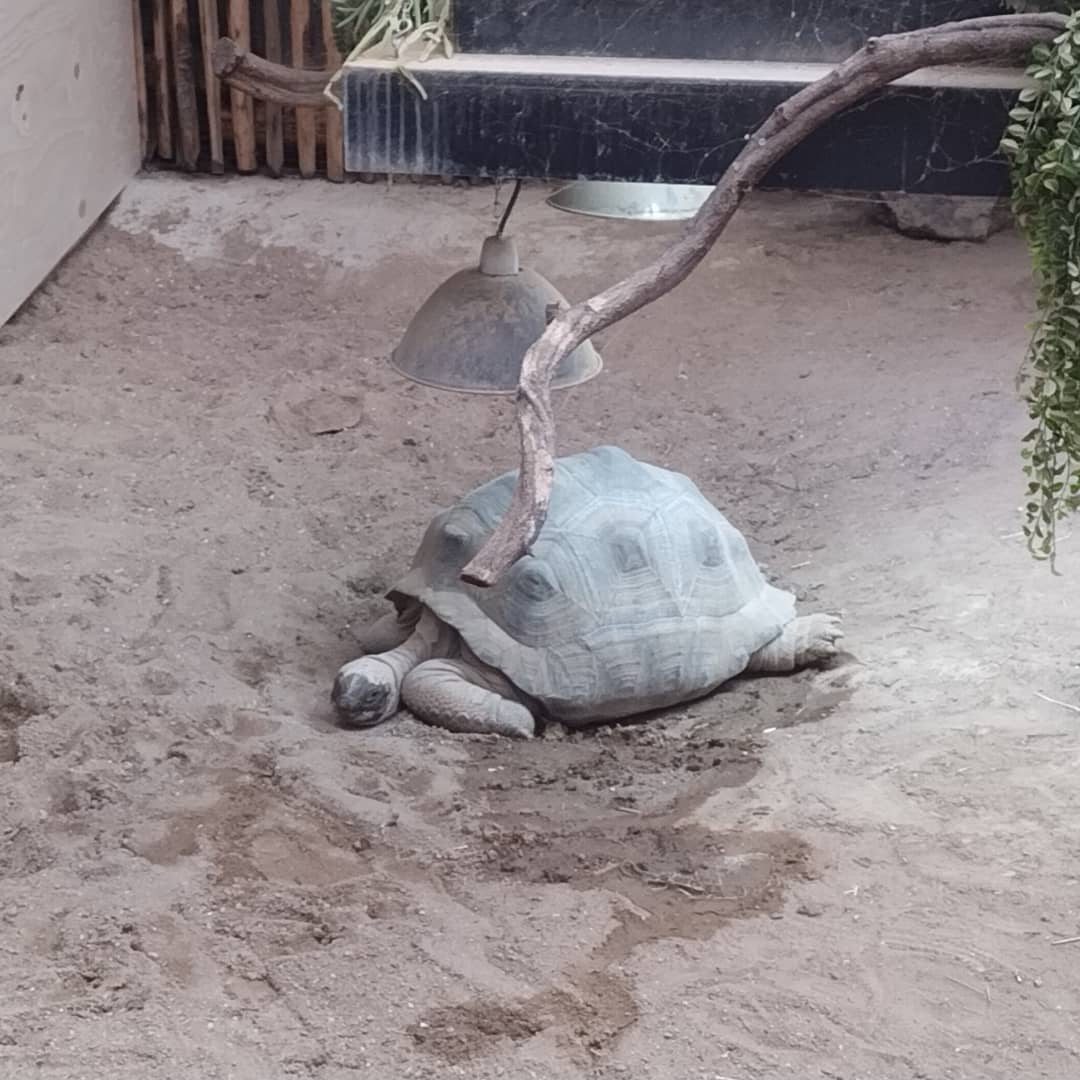 Aldabrachelys gigantea at ouwehands