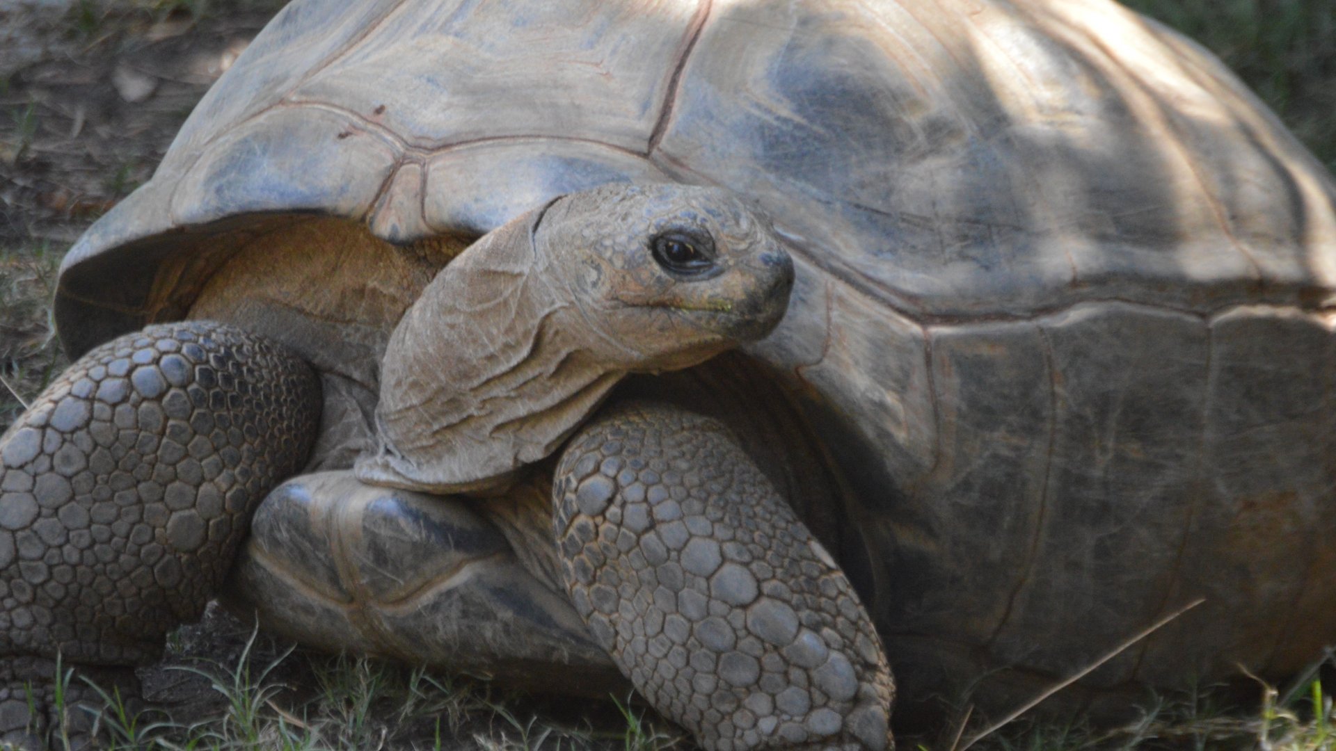 Aldabrachelys gigantea gigantea