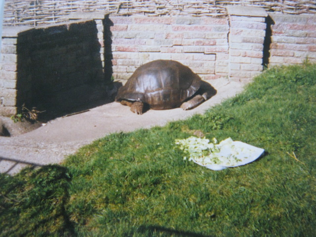 Aldabran Giant Tortoise. 12/3/90.