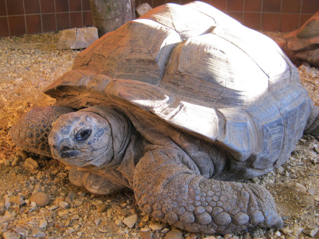 Aldabran Giant Tortoise 2015