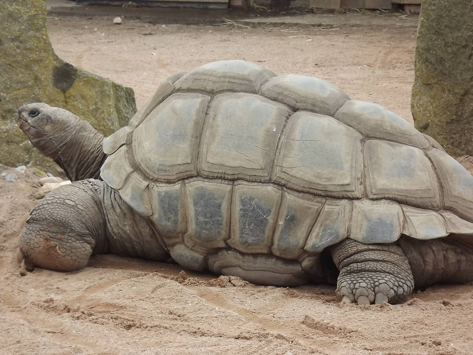 Aldabran Giant Tortoise at Blackpool Zoo 03/08/12