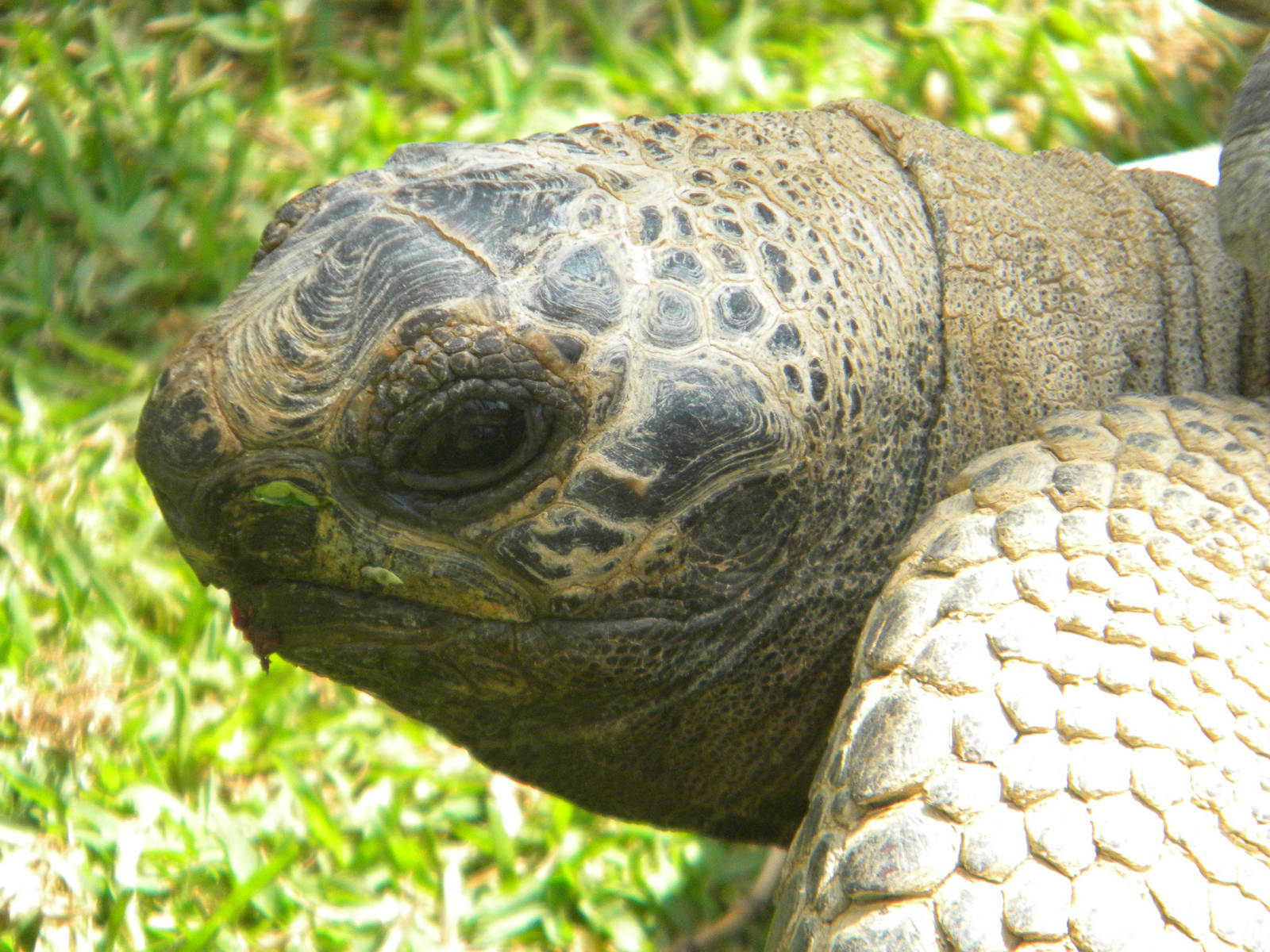 Aldabran Giant Tortoise at Mundo Mar 01/08/11
