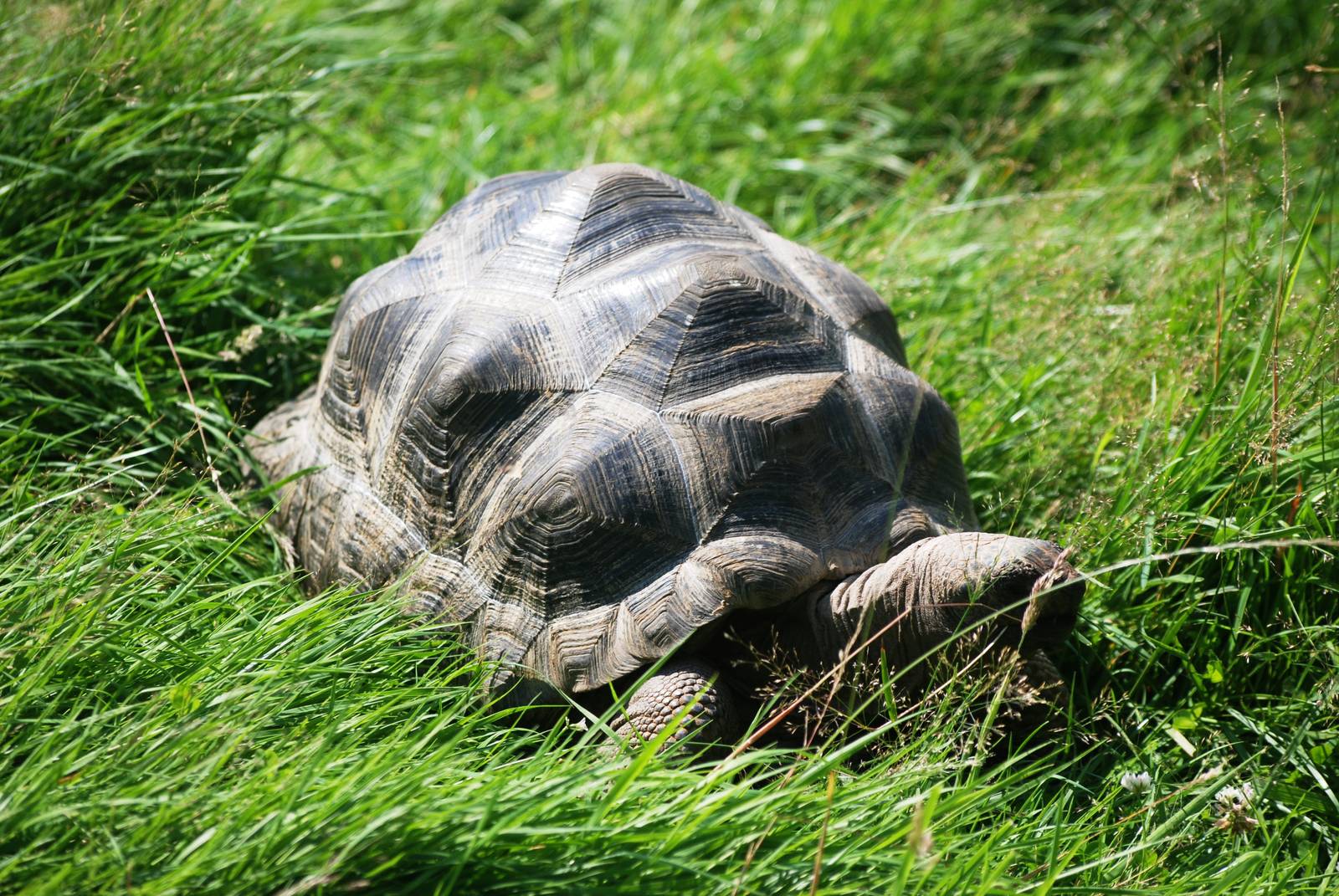 Aldabran Giant Tortoise at Woburn, 22/07/12