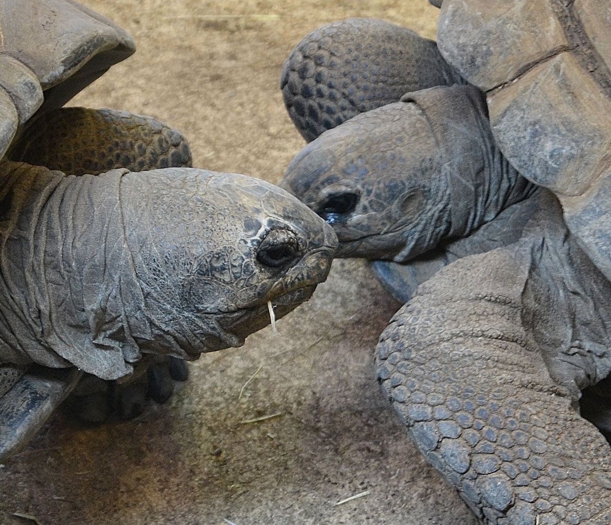 Aldabran Giant Tortoise - December 2014
