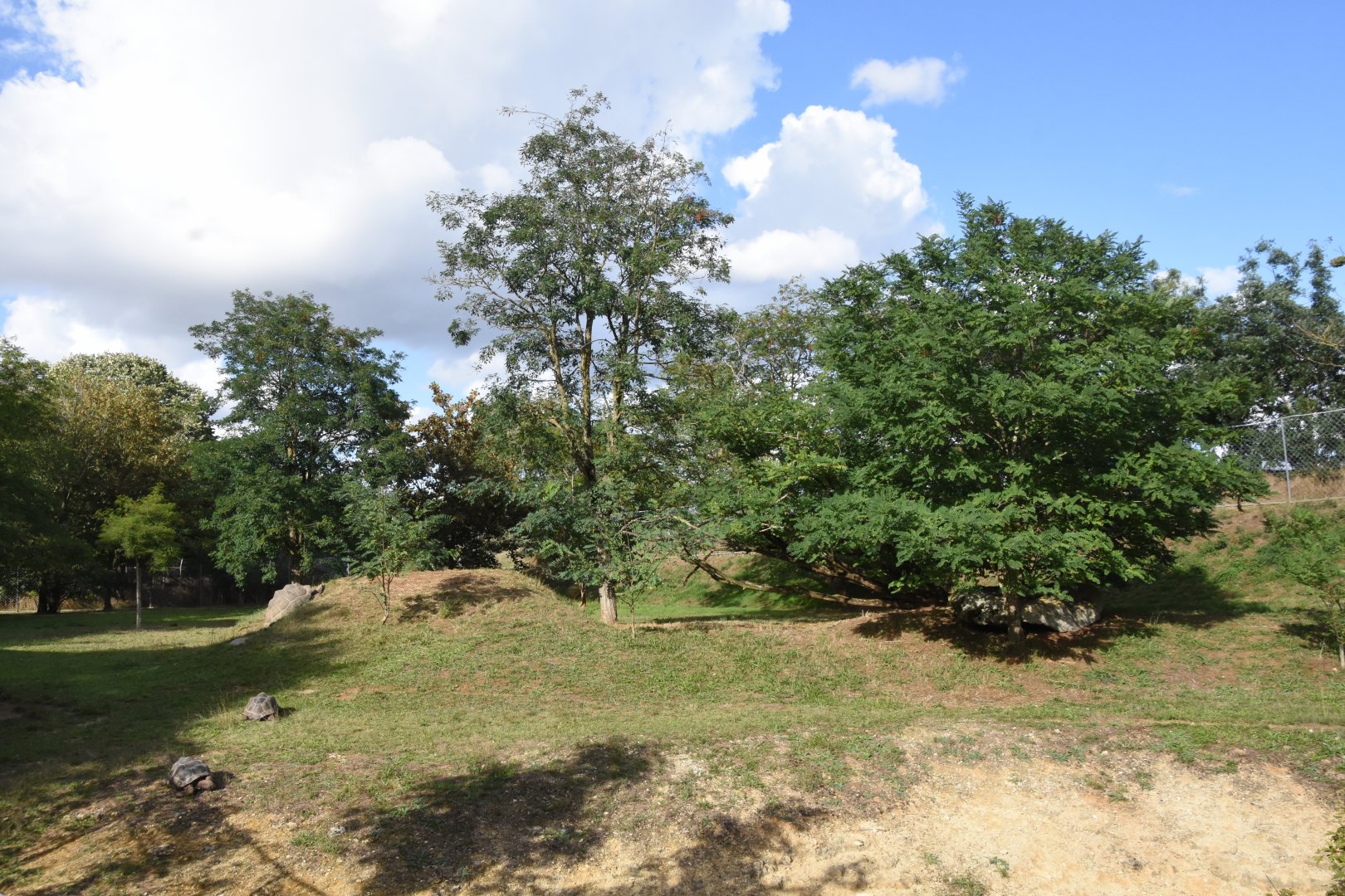 Aldabran Giant Tortoise enclosure (formerly Cheetah)