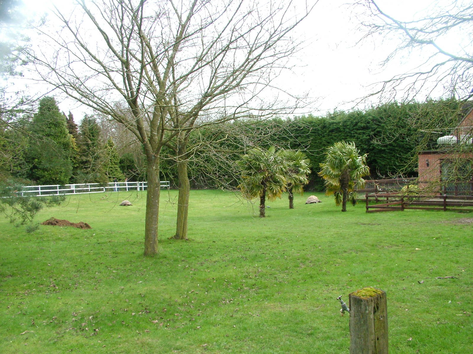 Aldabran Giant Tortoise exhibit at Linton 05/04/10