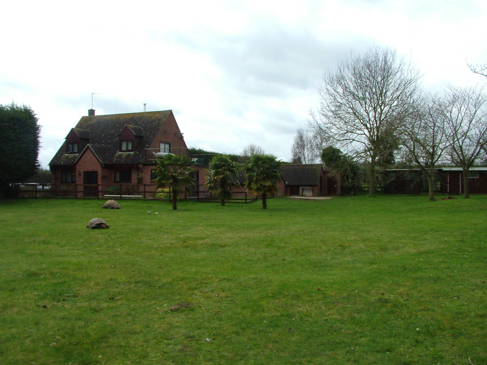 Aldabran Giant Tortoise exhibit at Linton 05/04/10
