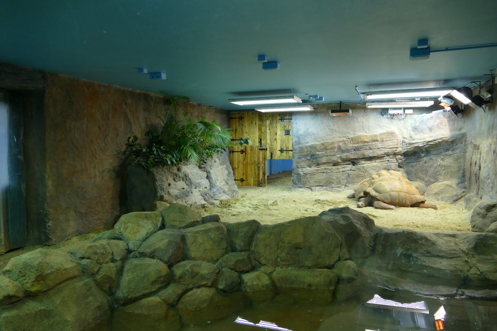 Aldabran giant tortoise house, January 2018