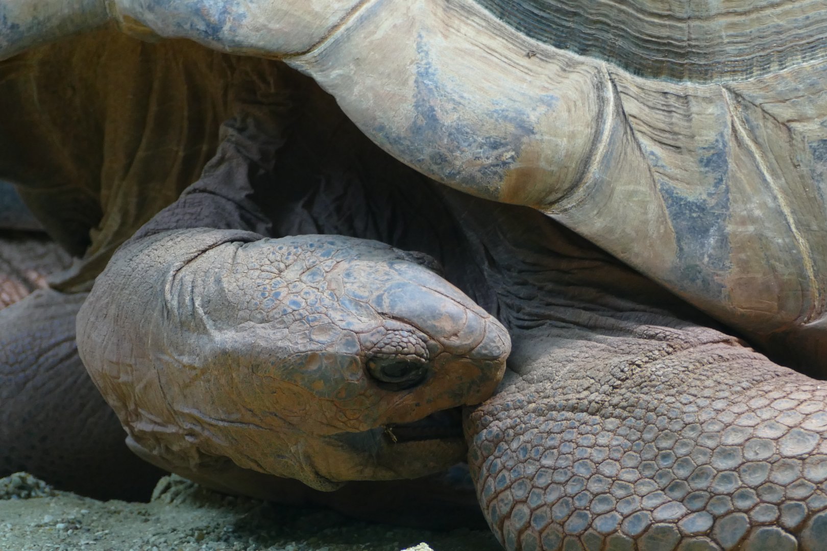 Aldabran giant tortoise, January 2018