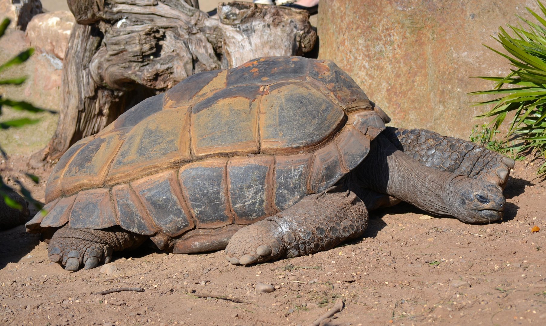 Aldabran Giant Tortoise - September 2015