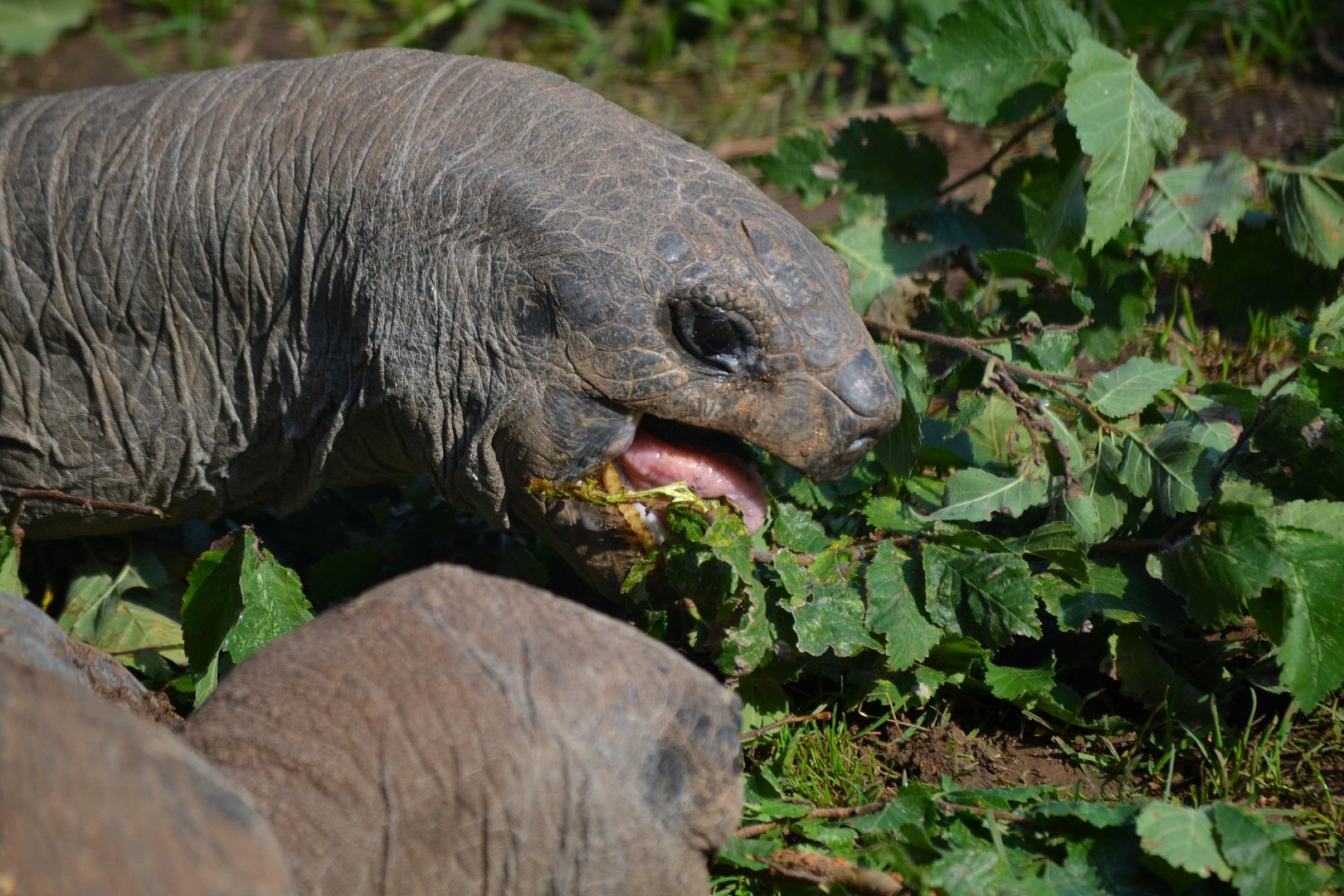Aldabran Giant Tortoise - September 2016