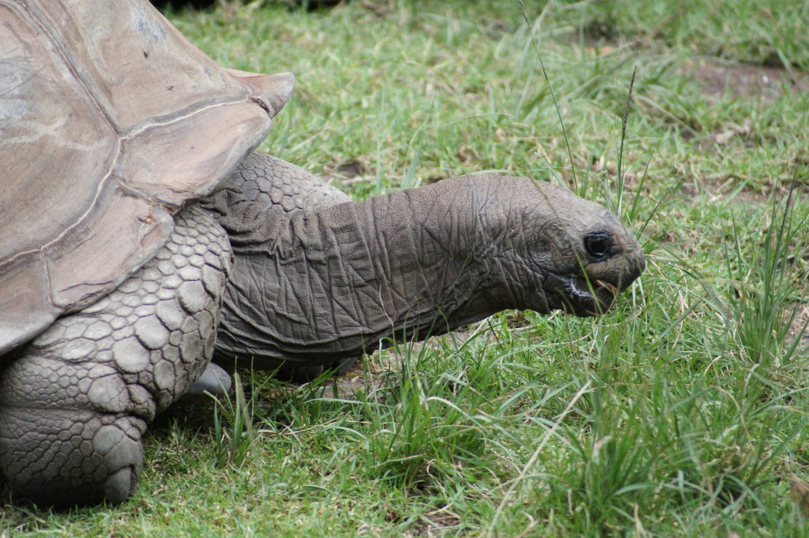 Aldabran Giant Tortoise