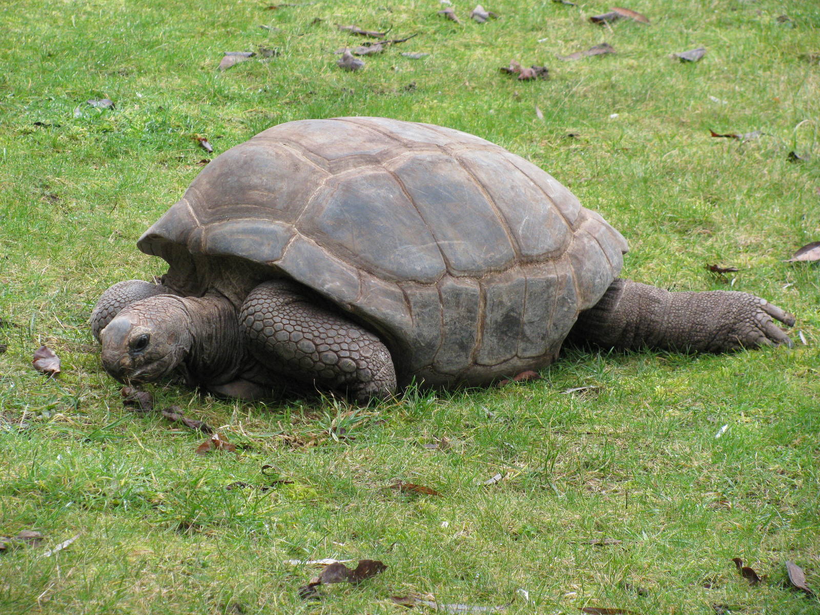 Aldabran Giant Tortoise