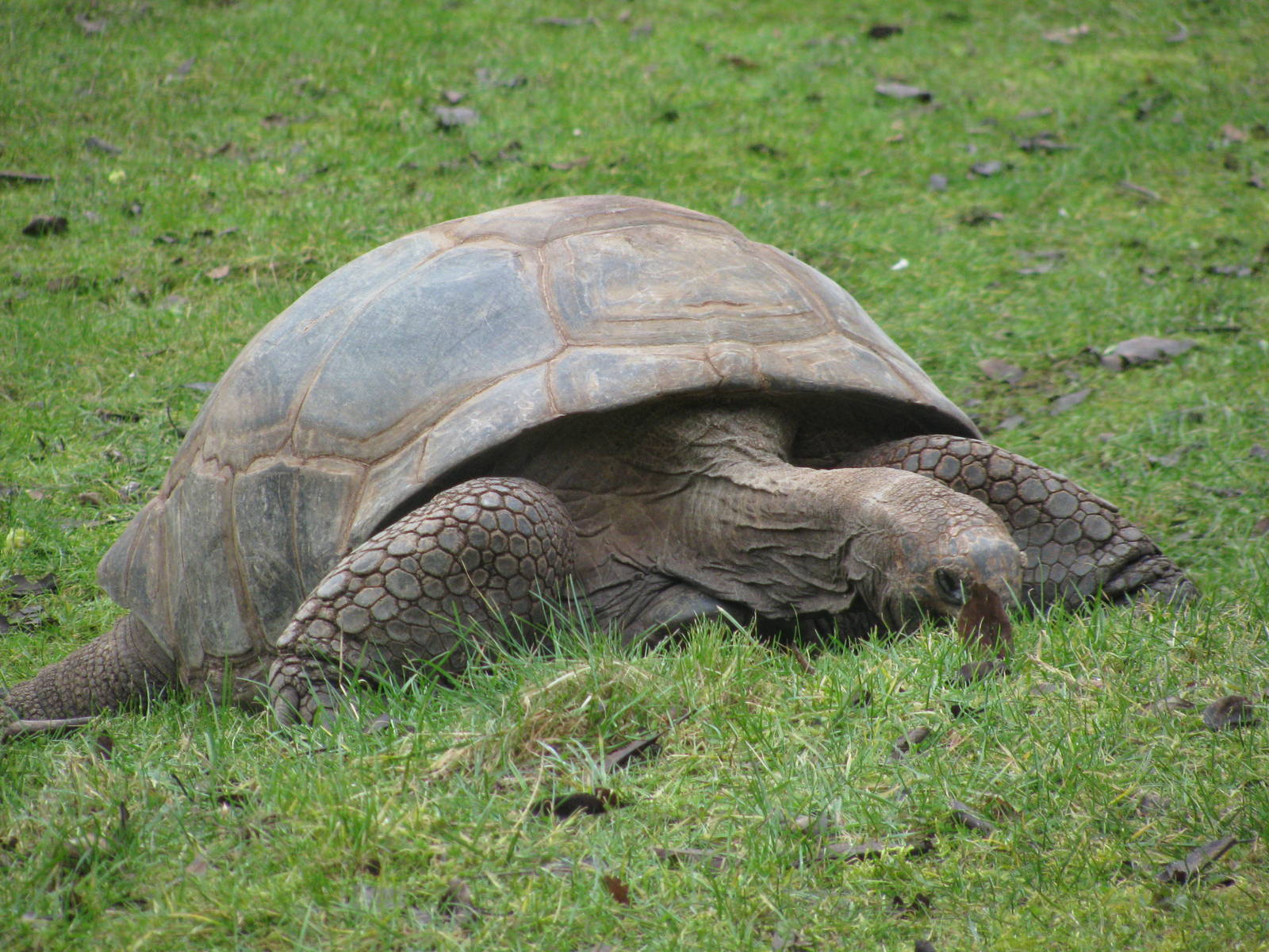 Aldabran Giant Tortoise