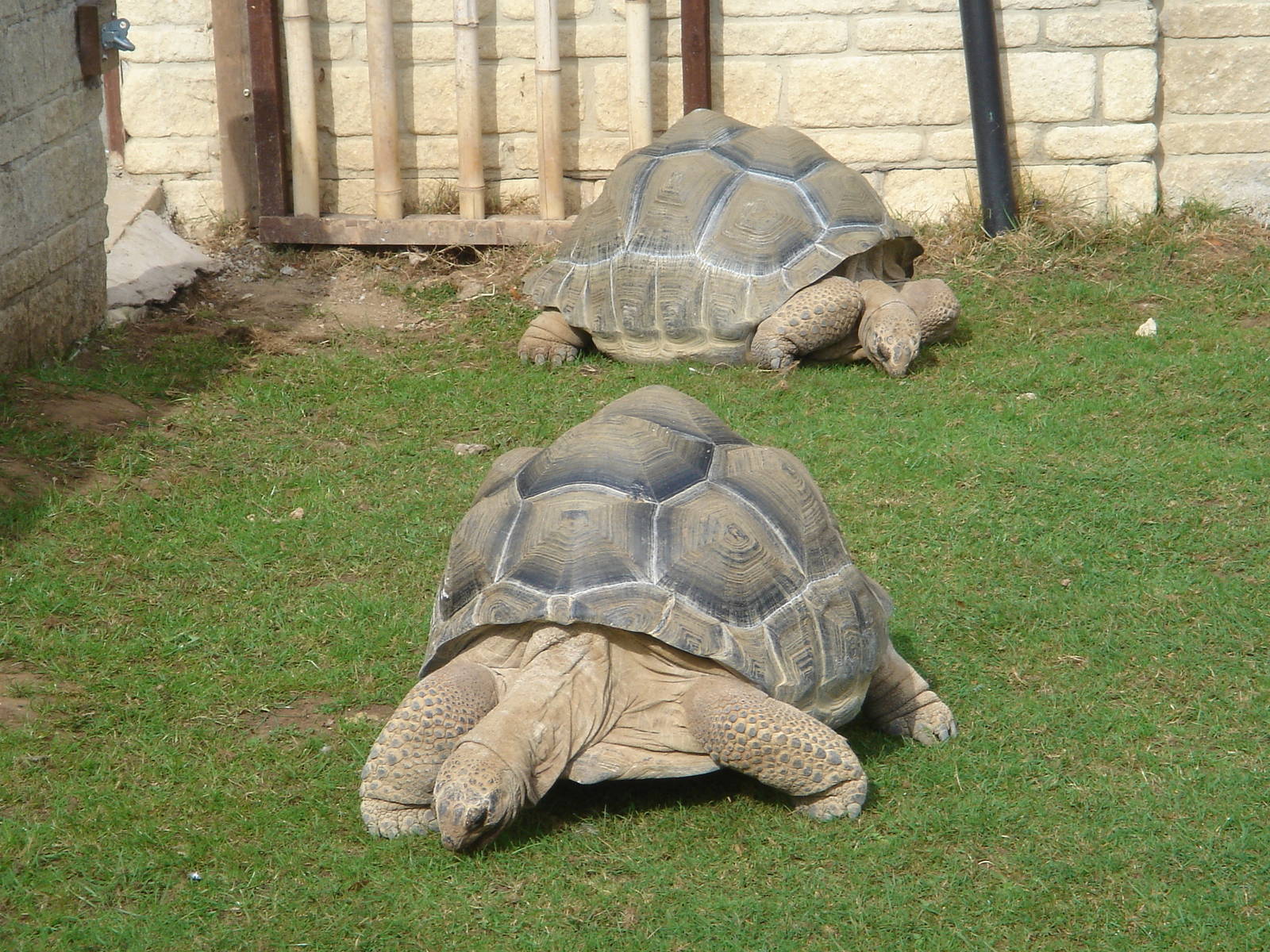 Aldabran Giant Tortoises 2009.