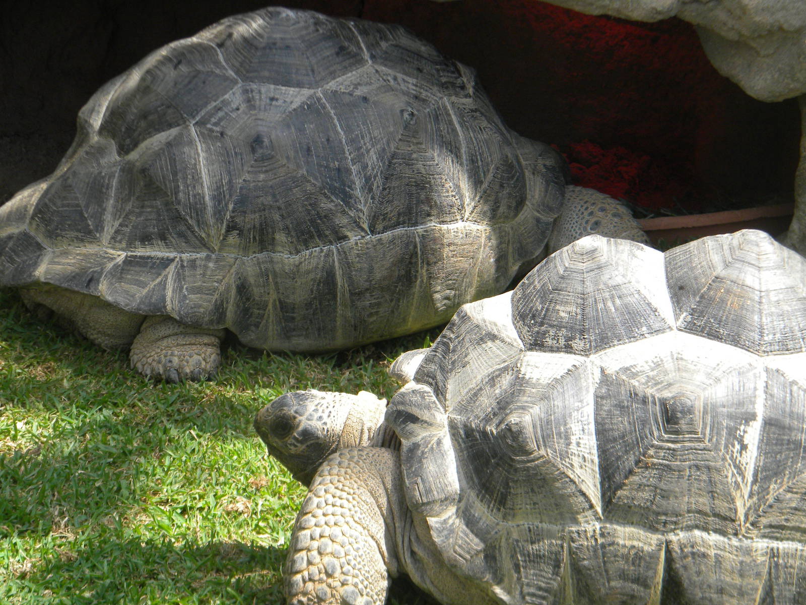 Aldabran Giant Tortoises at Mundo Mar 01/08/11