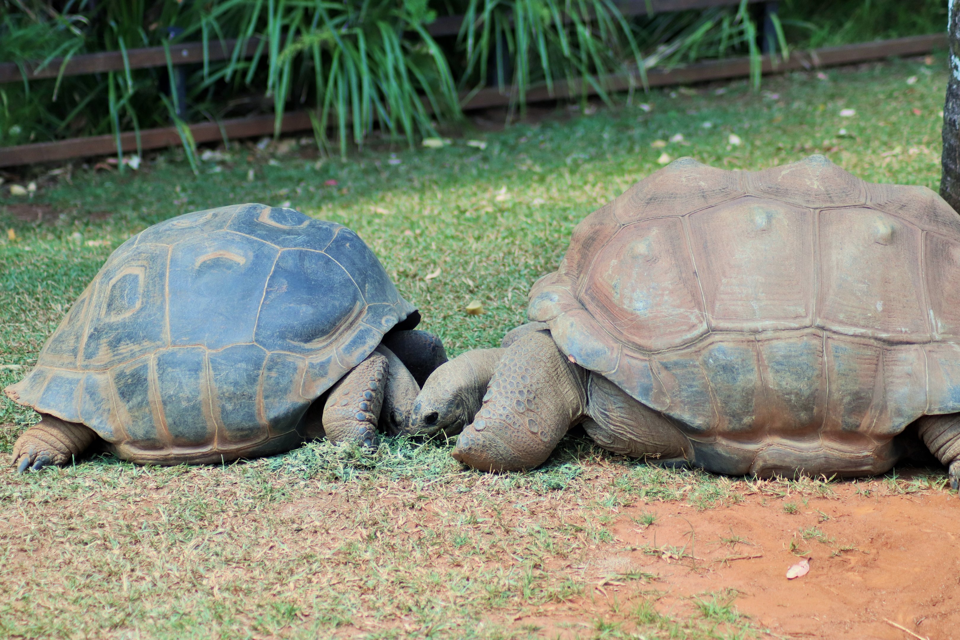 Aldabran Tortoise (Aldabrachelys gigantea)