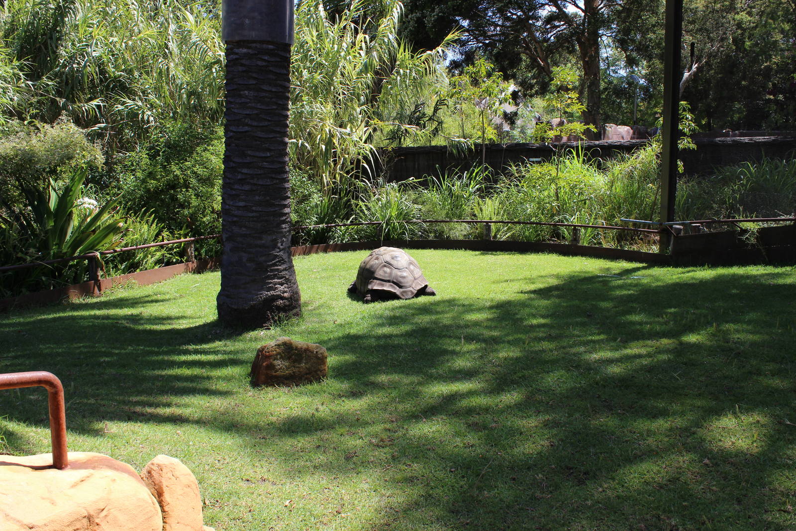 Aldabran Tortoise Enclosure