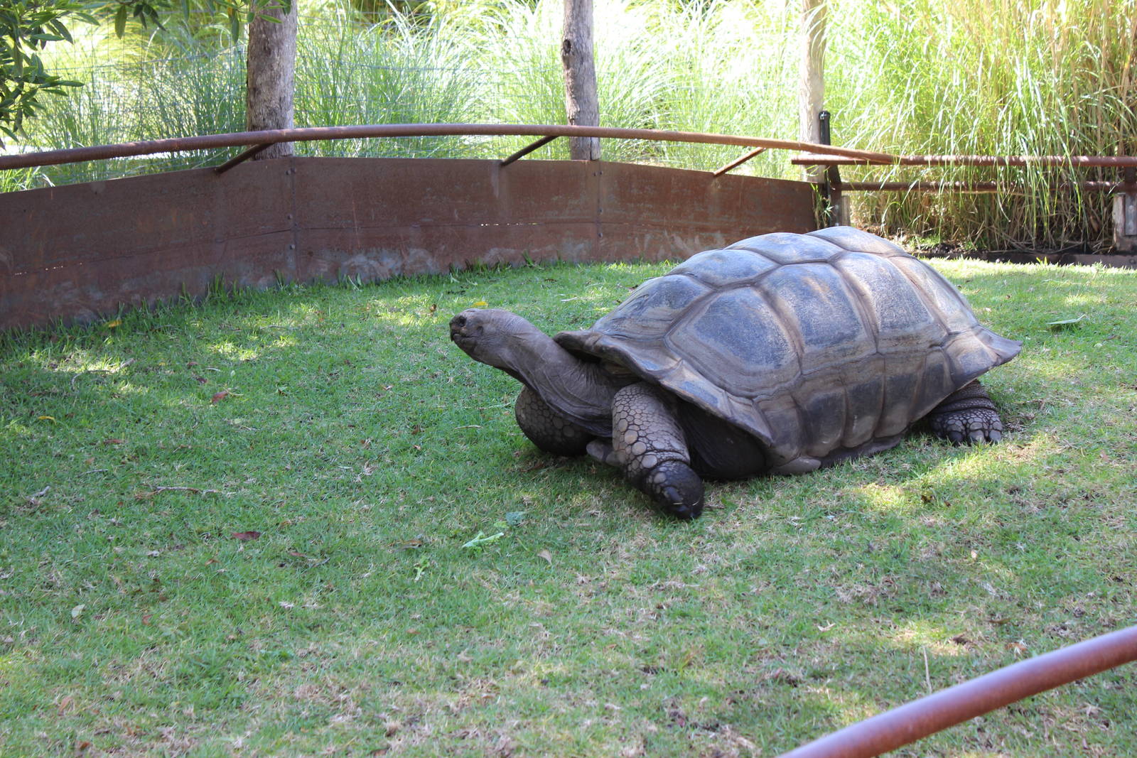 Aldabran Tortoise Enclosure