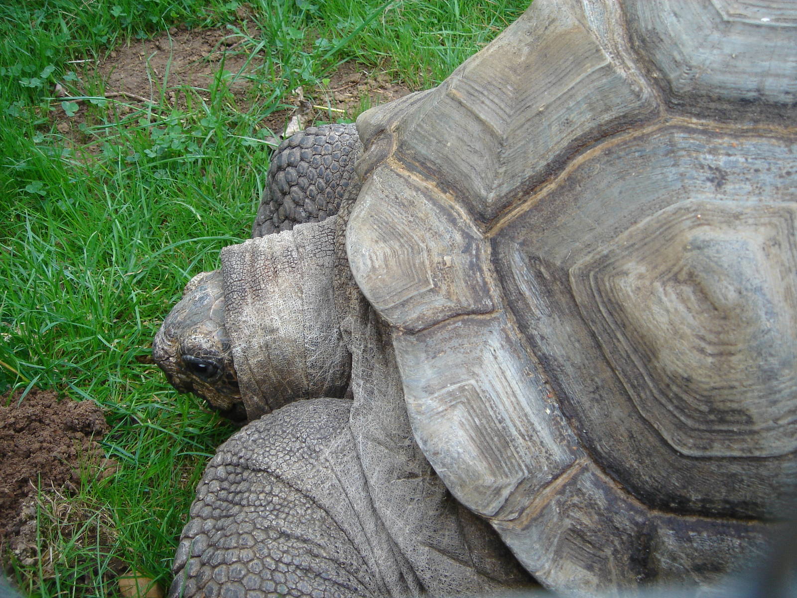 Aldabran Tortoise