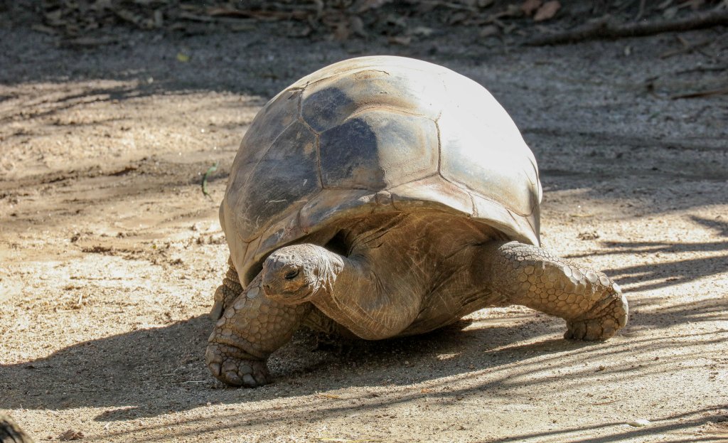 Aldabran Tortoise