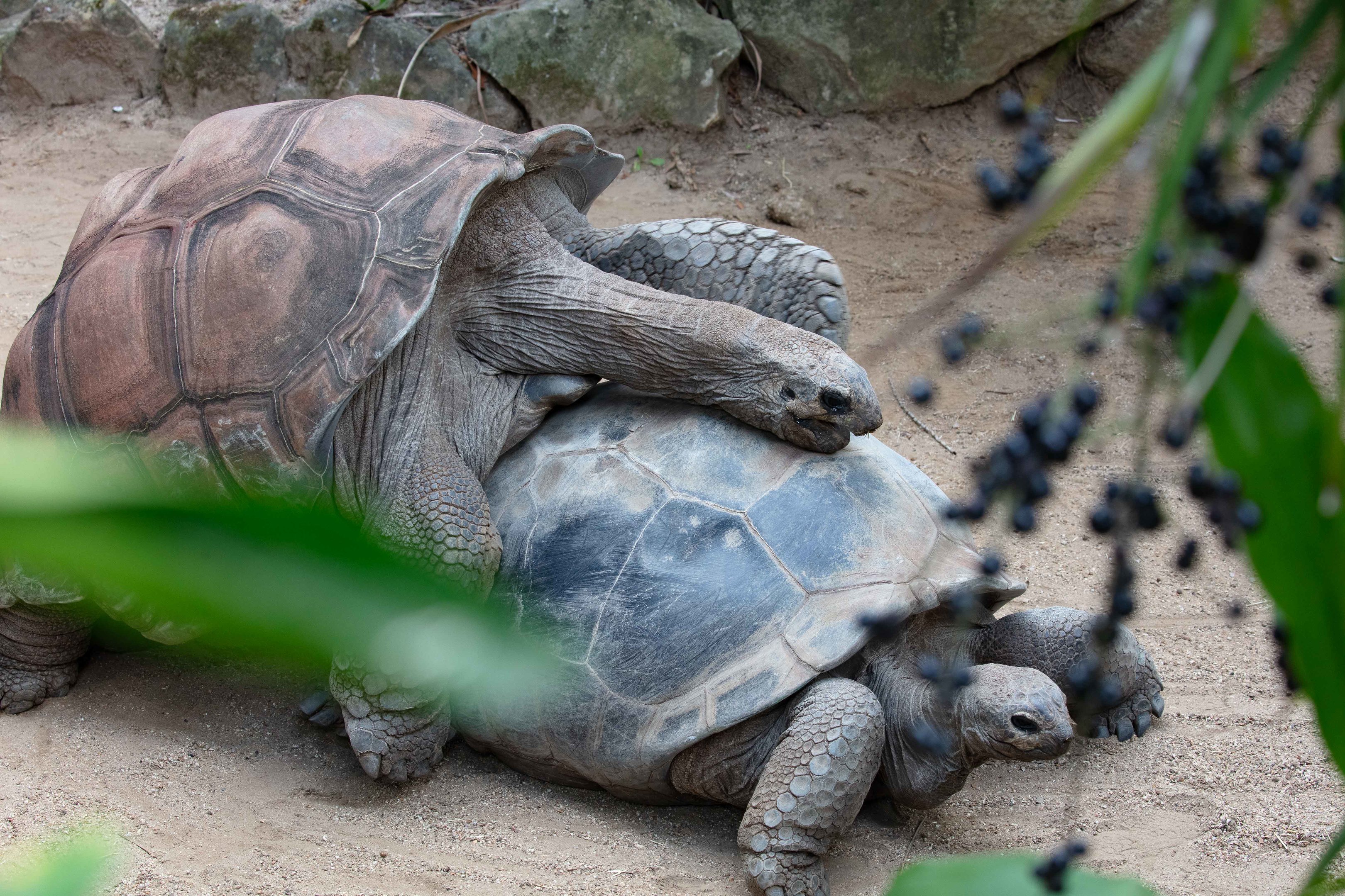 Aldabran Tortoises