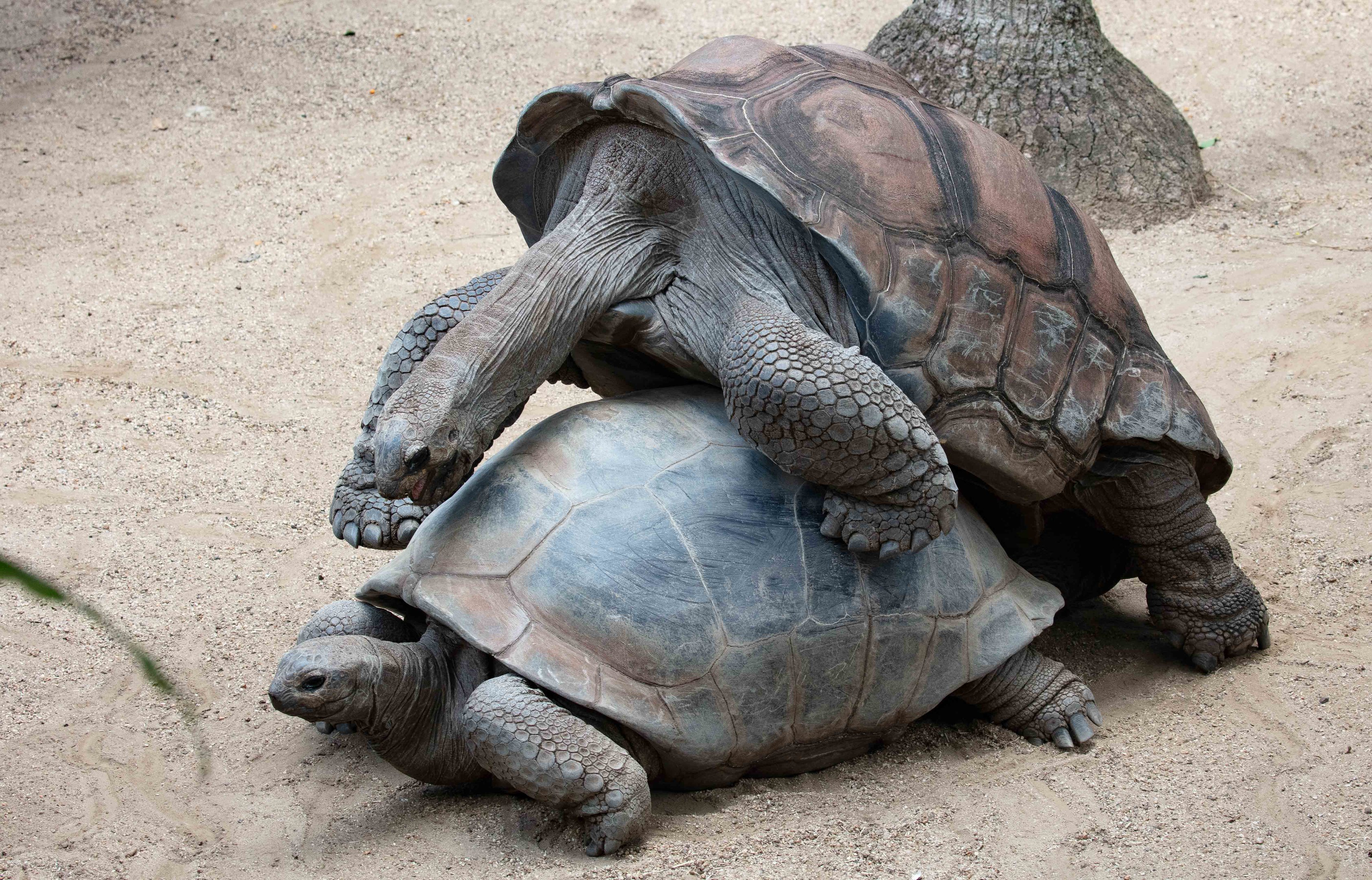 Aldabran Tortoises