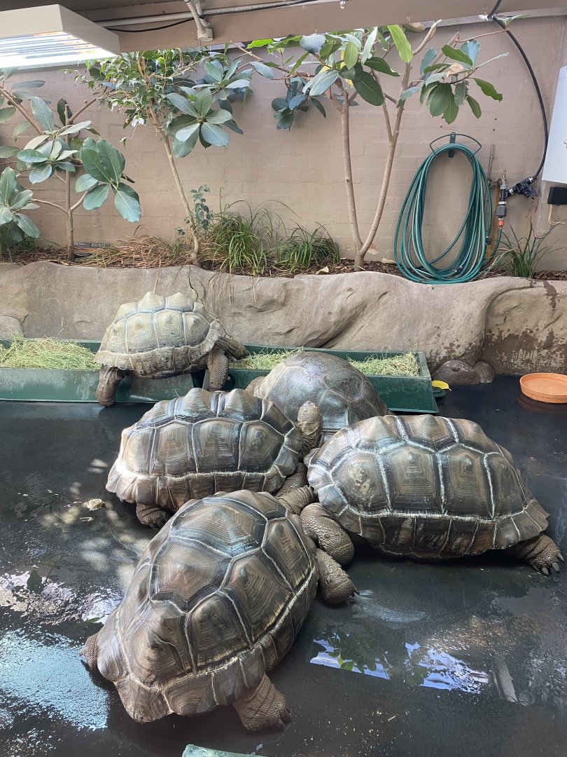 Aldabran Tortoises