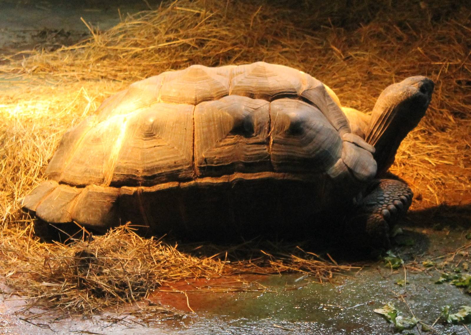 Aldebra giant tortoise