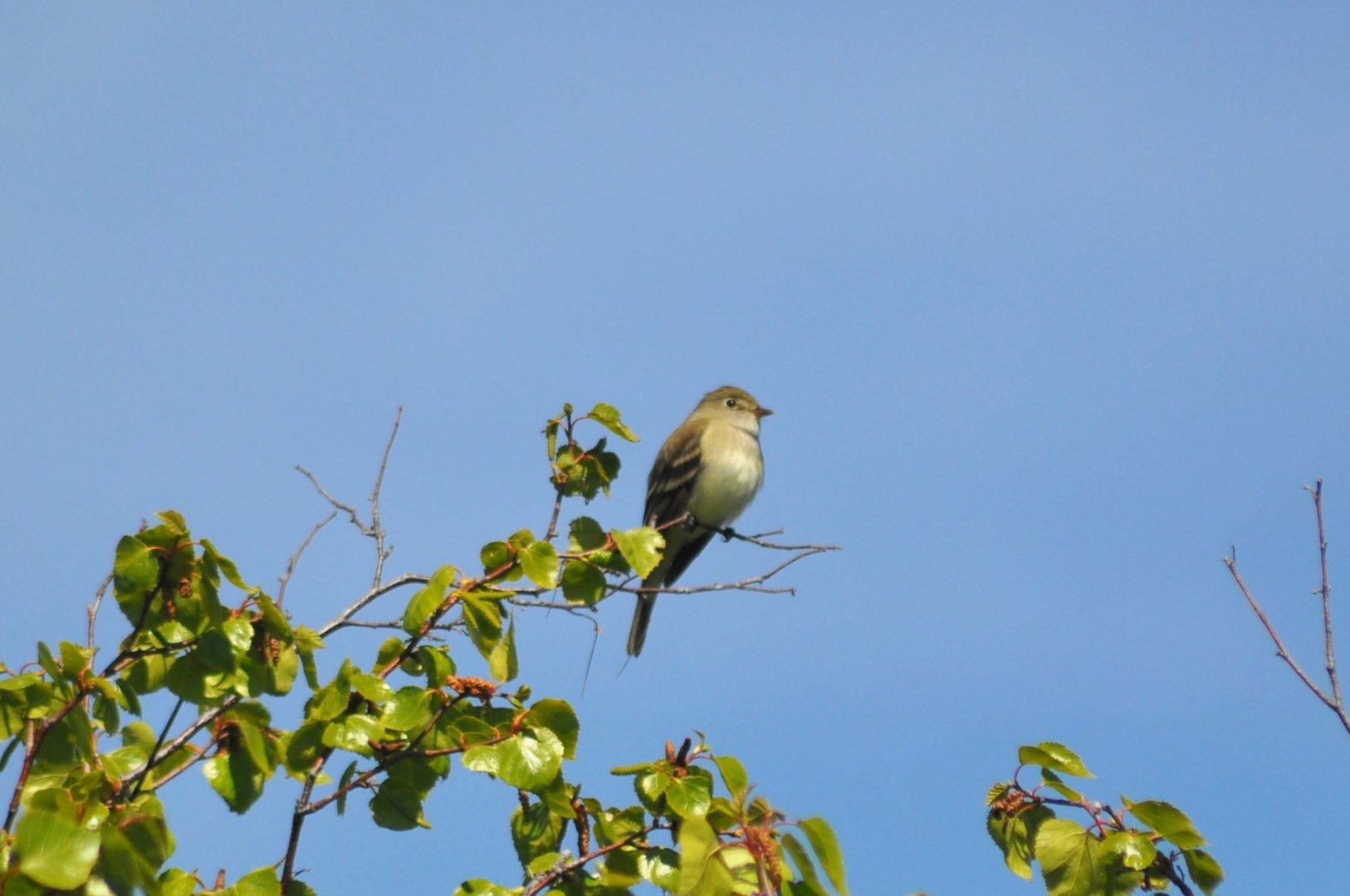 Alder Fly-catcher - Alaska