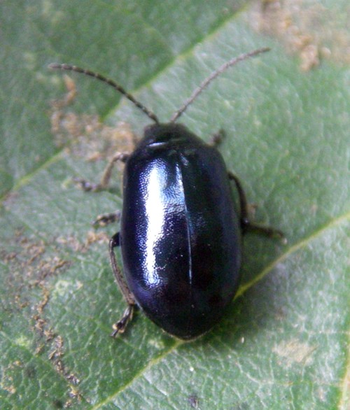 Alder Leaf Beetle (Agelastica alni)