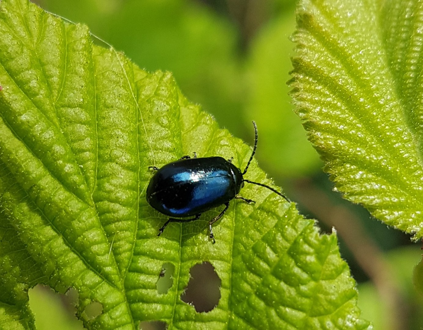 Alder leaf beetle - Agelastica alni