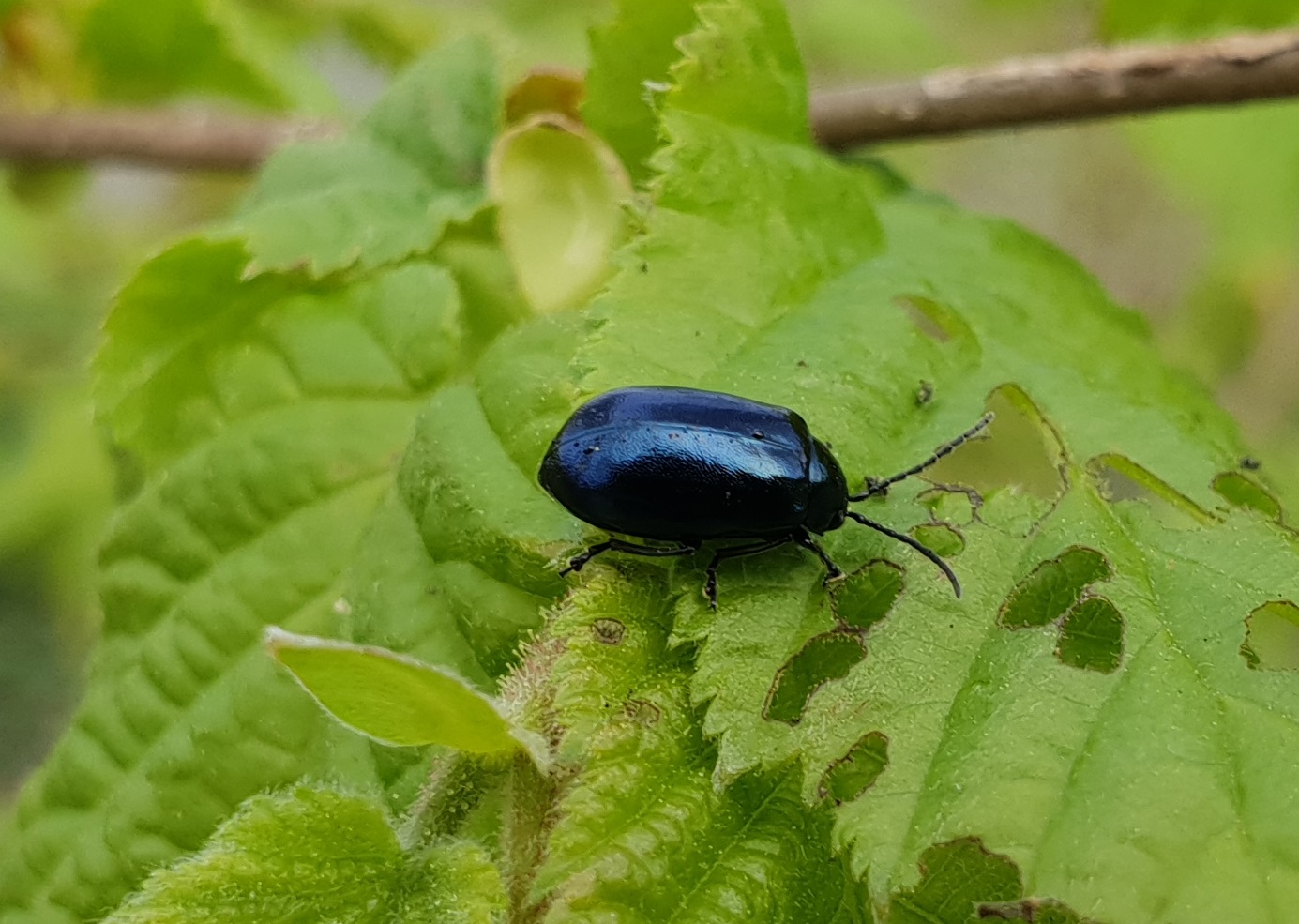 Alder leaf beetle - Agelastica alni