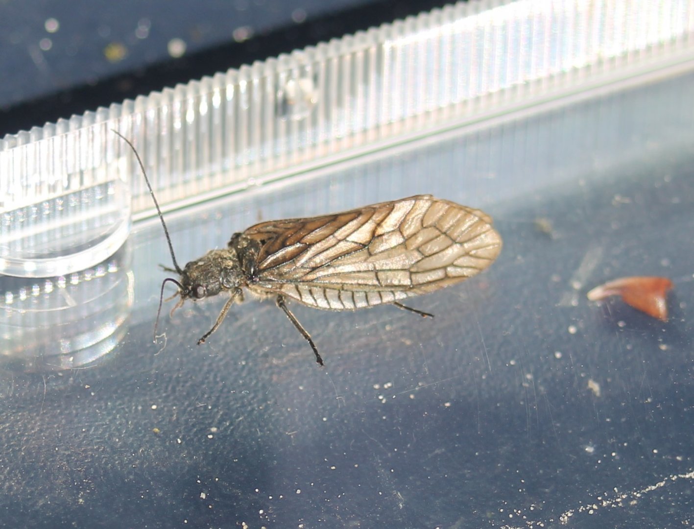 Alderfly - Sialis lutaria