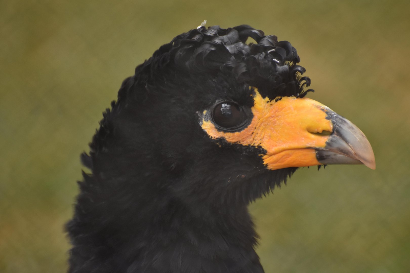 Alector currasow (Crax alector)