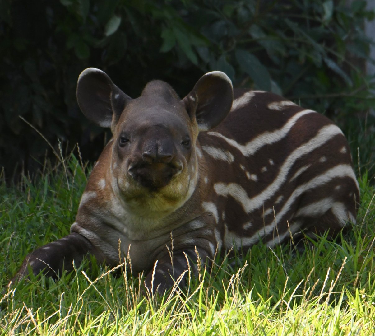 Alejandro - 3 months old