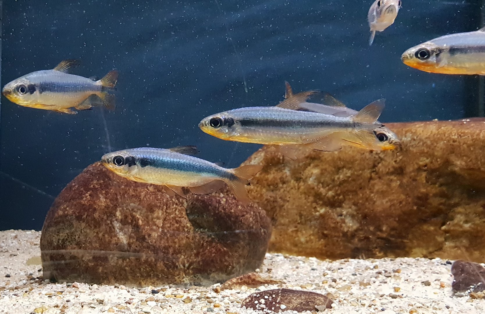 Alestopetersius brichardi