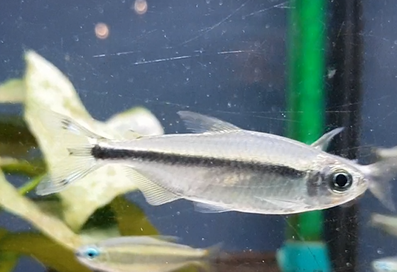 Alestopetersius conspectus