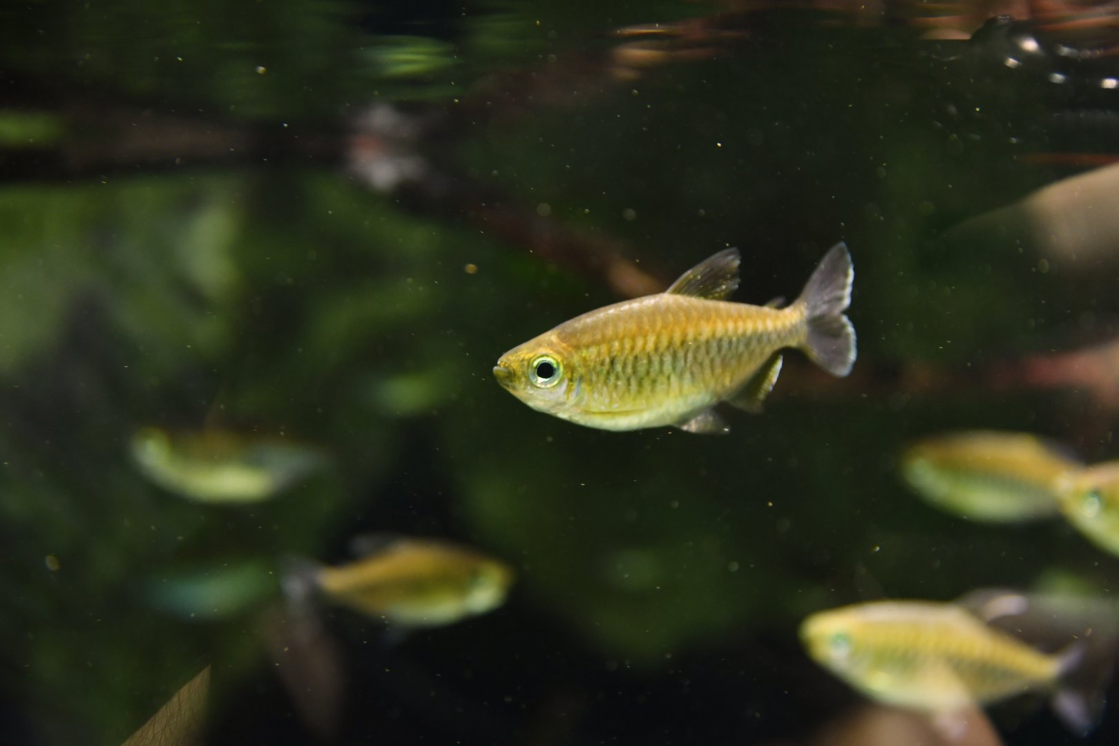 Alestopetersius hilgendorfi