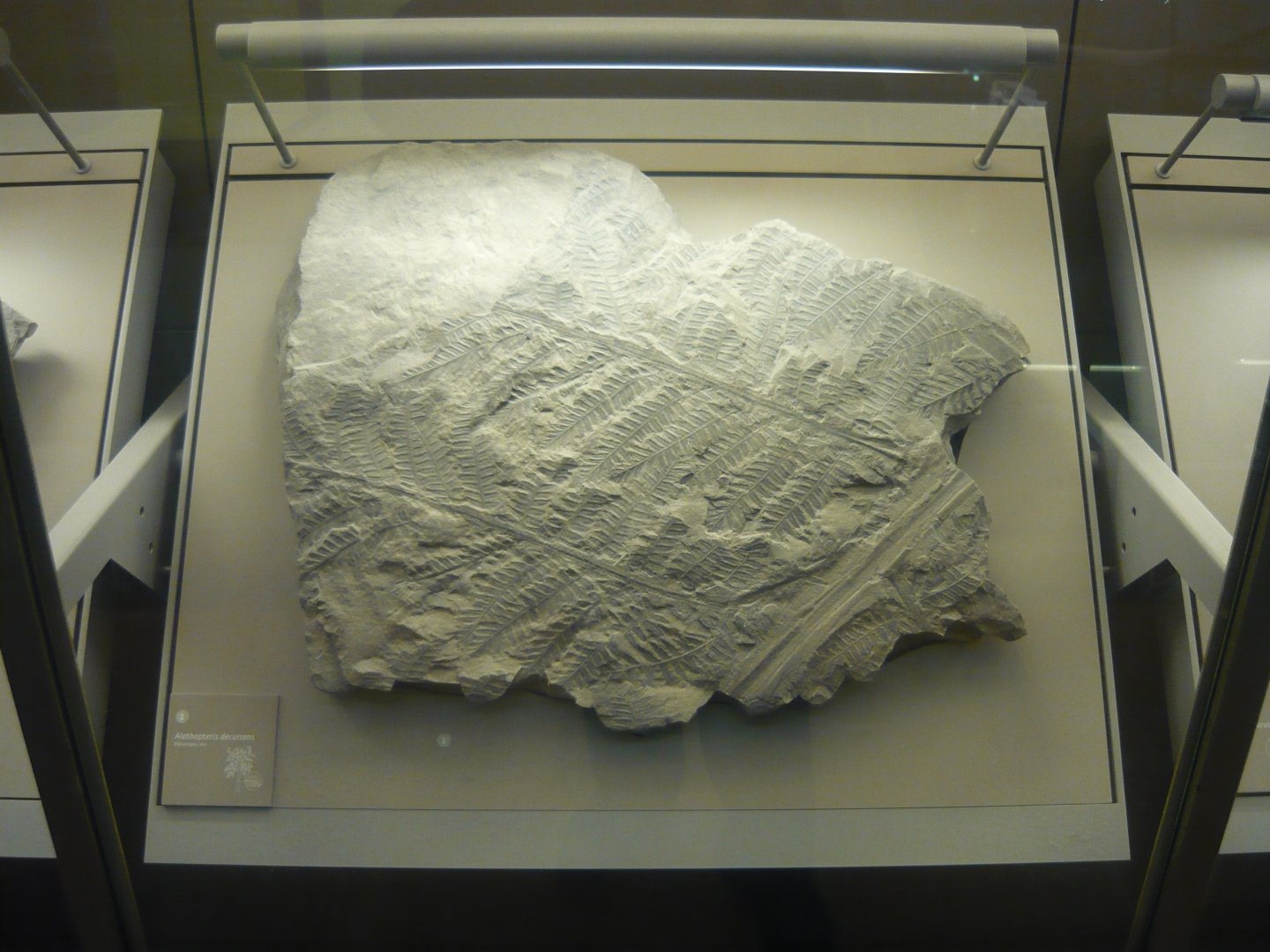 Alethopteris decurrens