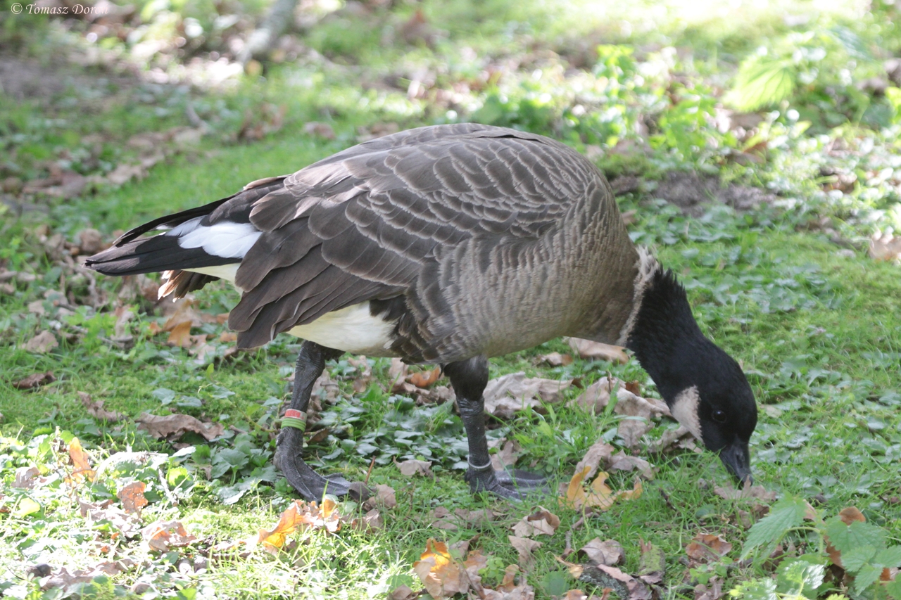 Aleutian Cackling Goose (Branta hutchinsii leucopareia)