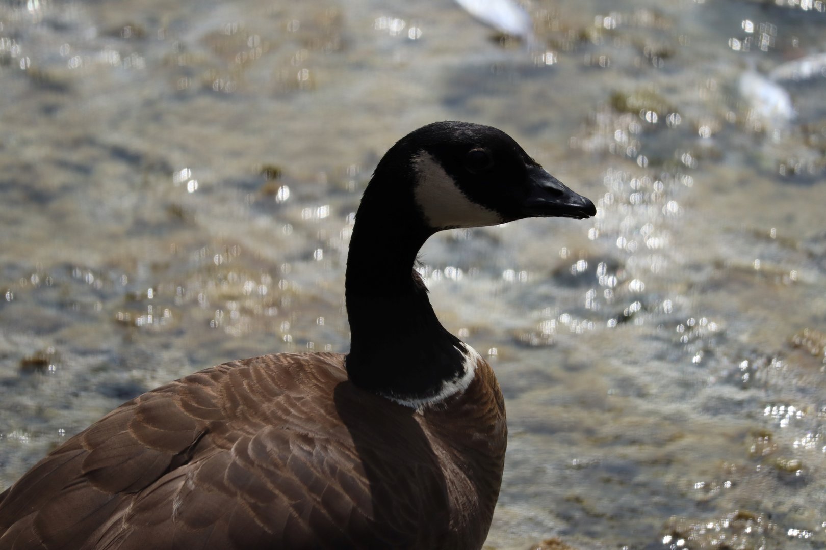 Aleutian cackling goose (Branta hutchinsii leucopareia)