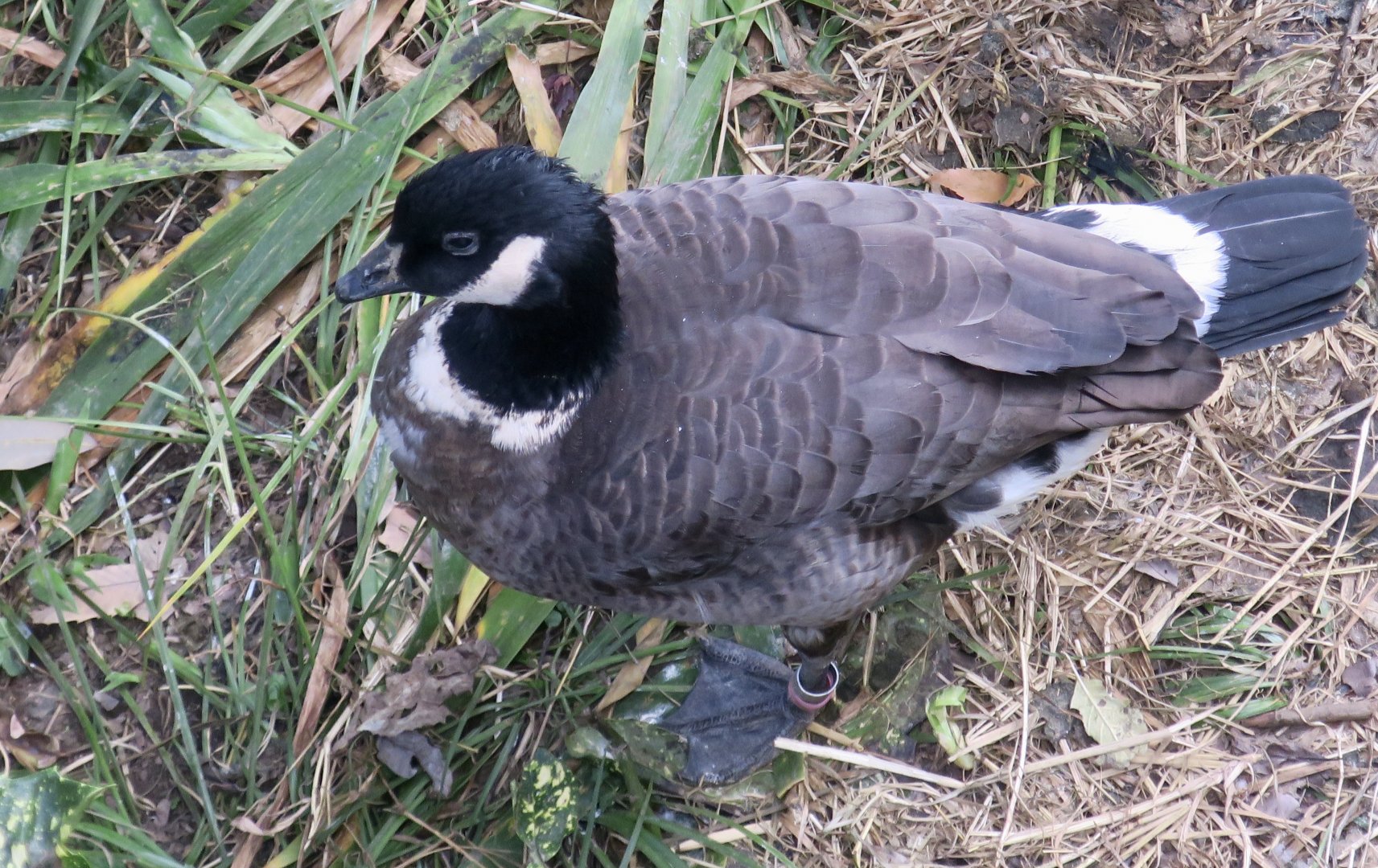 Aleutian Cackling Goose (Branta hutchinsii leucopareia)
